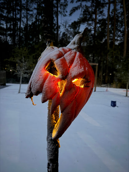 Gored Gourd (1)